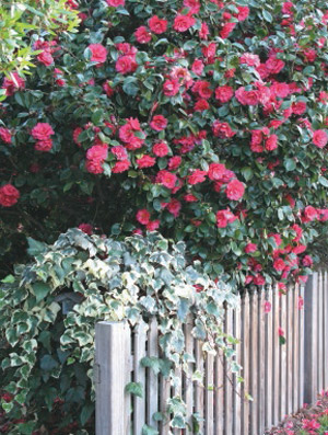 Camellias in the Garden